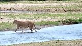 母狮伏击羚羊，屏住呼吸看完整个视频！