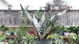 天热害虫开始侵扰花卉，治不如防，教你如何防止虫害侵袭