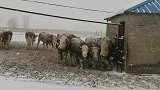 内蒙古通辽暴雪致棚顶坍塌压死家畜，村民雪中找牛失声痛哭