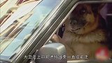 国外德牧成精了居然开车上路，还向环卫工人问路