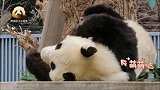 熊猫旦旦翻来覆去，总算睡着了，乖萌的样子好像个小宝宝