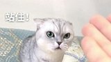 猫咪团子占有欲太强，女主帮别的猫接生它也要管，吃醋的样子好凶