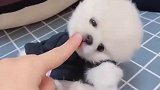 我家的小狗怎么不甜呢
