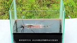 可乐芬达倒入曼妥思的地洞中，不料出现“庞然大物”？一起见识下