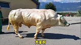 它是牛中的巨无霸，牛中的施瓦辛格，它有3个最，精彩呈现！