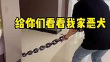 给你们看看我家恶犬