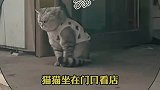 看门猫猫今天是没发工资嘛，猫猫的情绪都写在脸上