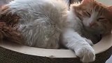 猫：我在睡觉，你吵啥呢！