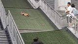 狗狗的快乐就是这么简单，自娱自乐的最高境界自娱自乐 可爱