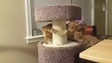 视频证明：猫跟猫尾巴是相爱相杀的！看一次笑一次