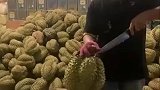 这是报仇榴莲吧，喜欢吃榴莲的看过来，开榴莲就像赌人品