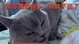 猫咪为了求摸摸求抱抱，这货竟然使出如此手段