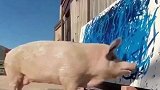 世界上唯一会画画的猪猪加索