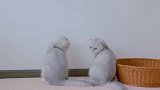两只肉乎乎的小肥猫坐在一起！这画面太有喜感啦！