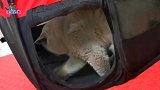 胖公猫绝育后性情大变，小奶猫们吓得躲起来，小花猫表现真给面子