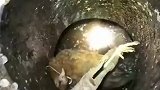 下水道里面的鲶鱼太疯狂了，一只鸡下去瞬间就被分解了