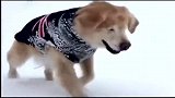 金毛犬虽然双目失明，但一点都不悲观，开心的像个熊孩子一样