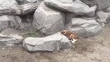 几只老虎被金毛养大