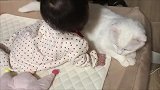 这一定是我见过的最温柔的猫！跟小宝宝都能相处在一起！