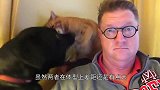 猫咪总是欺负狗狗，有天狗子找到了逗猫棒，真是风水轮流转啊