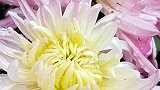 粉色菊花现拍现发