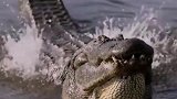 动物世界鳄鱼这个屁放的真舒服