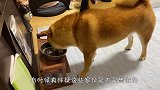 主人对猫咪百般宠爱，结果狗子急眼了，场面笑爆了