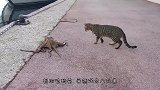 猫咪以为前方有老鼠，结果看清真相整个都不好了：对不起，打扰了