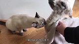 猫咪在狗狗面前耍威风，气势不能输，这操作厉害了