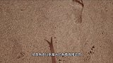 史上最大有毒动物，统治澳洲100万年，杀伤率比狮子还高