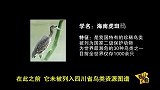 四川现世界最神秘鸟类 仅1000只在省内属首次发现