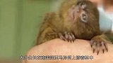 世界上最小的成年猴子可以小到没有你巴掌大