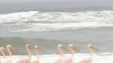 2019纳米比亚鲸湾四驱车海边巡游