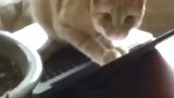 橘猫：有内鬼，终止交易！