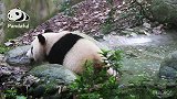 熊猫社区熊猫的“洗澡水”，来了解一下