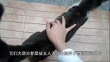 一只长得随心所欲的流浪猫，喵：反正又没有主人，就随便长长喽！