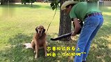 主人为了让金毛避免噪音，给它戴上耳机，听它平时最爱听的歌曲！