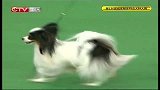 重庆卫视-犬种大赛20140217