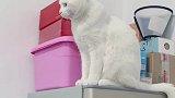 猫咪的迷惑行为啊