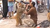 猴子跟狗狗打架被主人训斥，猴子很生气，都动手打主人了