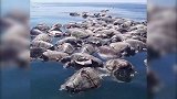 数百只海龟遇到了“地狱之网”，全部暴毙在海面！场面令人心痛