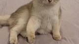 当小猫咪遇到指压板会发生什么