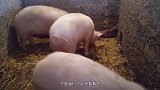猪的“指甲”竟这么珍贵！看完这个视频，估计养猪的人后悔莫及
