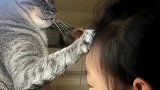狸花猫：看什么看！还考不考清华了真让猫操心！