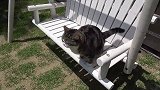 坐在凳子上晒太阳的猫咪，看这凶巴巴的眼神，真是怎么了呢