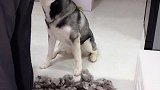 铲屎官的恶梦从毛开始
