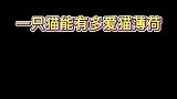 没有一只小猫咪可以拒绝猫薄荷