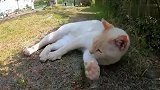 遇到一只很有个性的流浪猫，只让摸头，其它部位一律不给碰