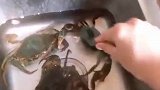 女子不断挑衅水中螃蟹，螃蟹也是有脾气的