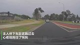 汪星人坐车窗边兜风，却被急转弯甩出几米远，主人都被吓坏了